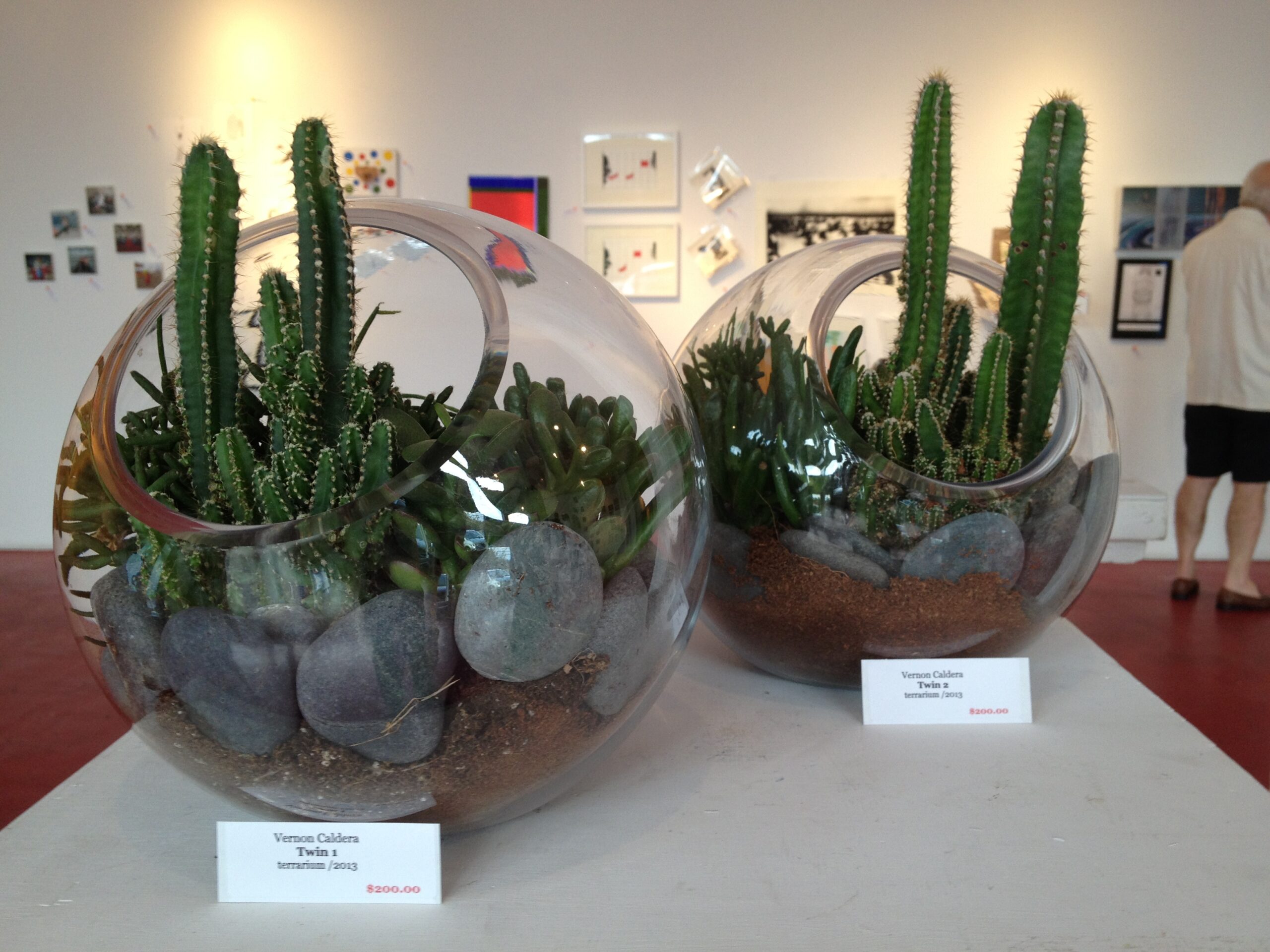 “Twin” terrariums featured at Apama Mackey Gallery
